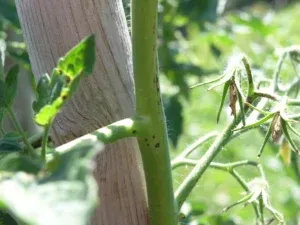Tizón Bacteriano del tomate