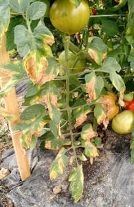 Verticilosis en tomates