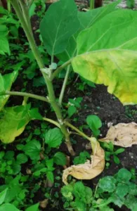 Verticilosis en tomates
