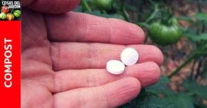 El uso de la aspirinal realmente puede mejorar la salud de tus plantas. Prueba disolviendo unas aspirinas en agua para ver como mejoran los rindes y la salud general de tus plantas. #plantas #jardin #jardineria #huerto #huertourbano #cultivar