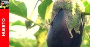 Como cultivar berenjena en el huerto y en macetas