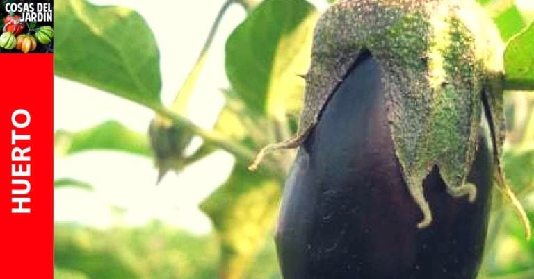 Como cultivar berenjena en el huerto y en macetas