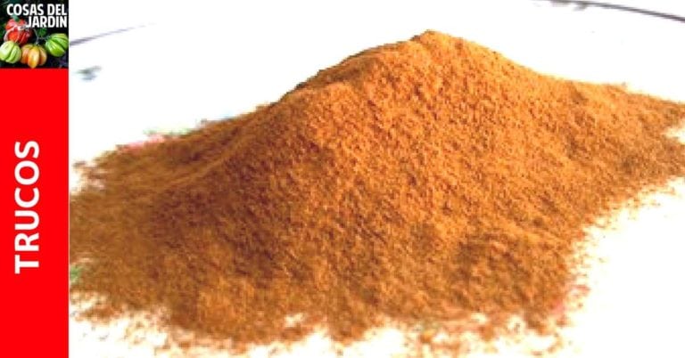Usos de la Canela en las Plantas – Fungicida, Enraizante y Repelente de Hormigas