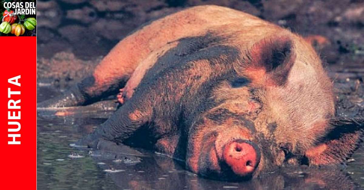 tierra antidepresivo