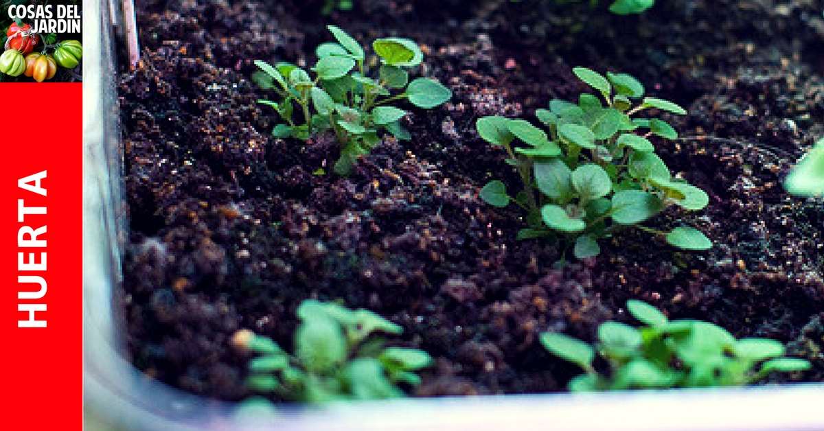 El orégano es una aromática fácil de cuidar que se puede cultivar tanto en el interior o como en el huerto o jardín. El orégano es perfecta para crecer en áreas propensas a la sequía. Esta aromática es excelente para asociar con otras hortalizas del huerto, ya que repele algunas plagas de insectos #plantas #aromáticas #cultivar #huerto #huertourbano #jardin #jardineria