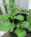 Cultivo de papa