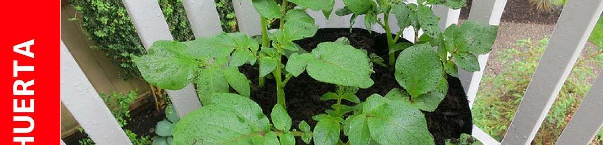 Cultivo de papa