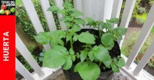 Cómo plantar papa en bolsa – Guia de cultivo y consejos