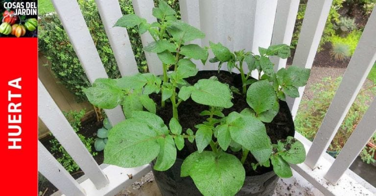 Cómo plantar papa en bolsa – Guia de cultivo y consejos