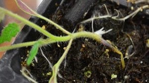 Pythium o Damping Off en tomatera