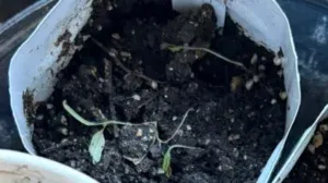 Pythium o Damping Off en tomatera