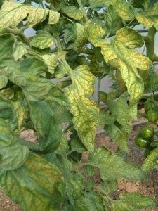 deficiencia de magnesio en tomate