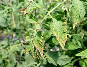 deficiencia de potasio en tomates