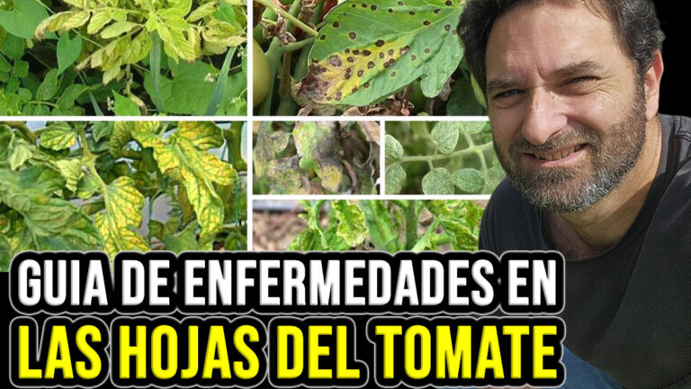 Enfermedades del Tomate: Guía con Fotos y soluciones