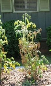 Fusarium en Planta de tomate