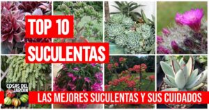 El cuidado de las Plantas Suculentas es fácil. Aprende sobre los cuidados y características de las 10 plantas suculentas más fáciles de cuidar #jardin #jardineria #suculentas #cultivar