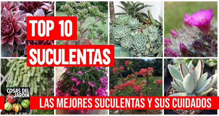 Massonia Pustulata, Suculentas Raras - México