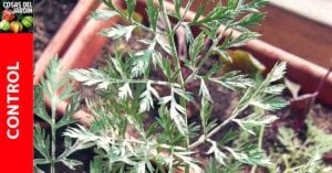 Como Controlar el Oidio o Mildiu Polvoriento en Zanahorias