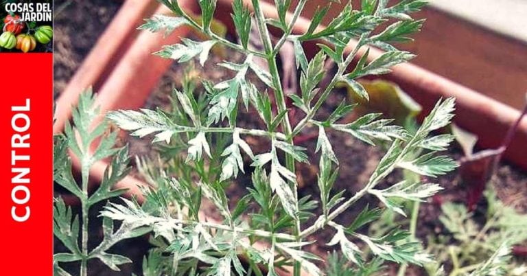 Como Controlar el Oidio o Mildiu Polvoriento en Zanahorias