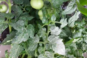Oidio o Mildiu Polvoriento en tomate