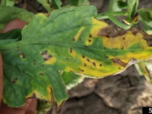 septoriosis en tomate