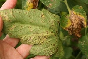 Mancha Bacteriana en tomate