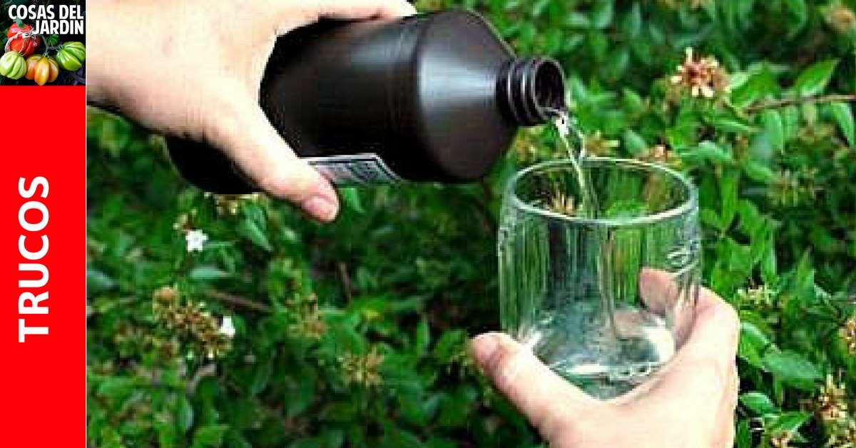 El agua oxigenada es muy util en el huerto y el jardin se la utiliza en distintas aplicaciones. Sigue leyendo para descubrir cómo usar el agua oxigenada para las plantas. #plantas #jardin #jardineria #cultivar #huerto #huertourbano