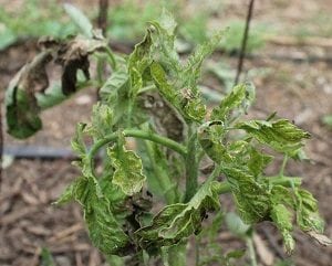 virus del bronceado del tomate