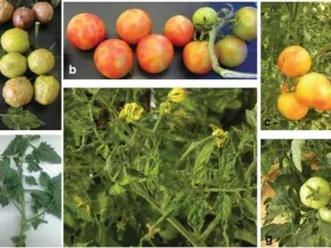 Tomates con virus del mosaico del tabaco