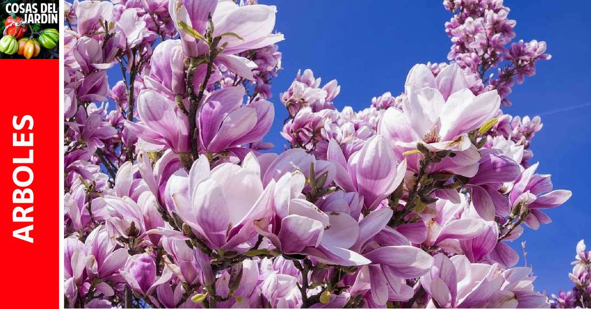 Guía de cuidados de la Magnolia