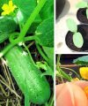 Cultivo de pepino