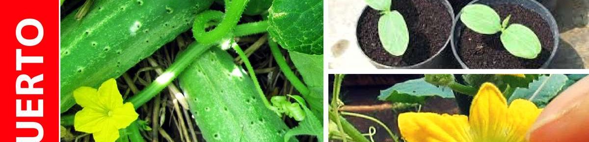 Cultivo de pepino