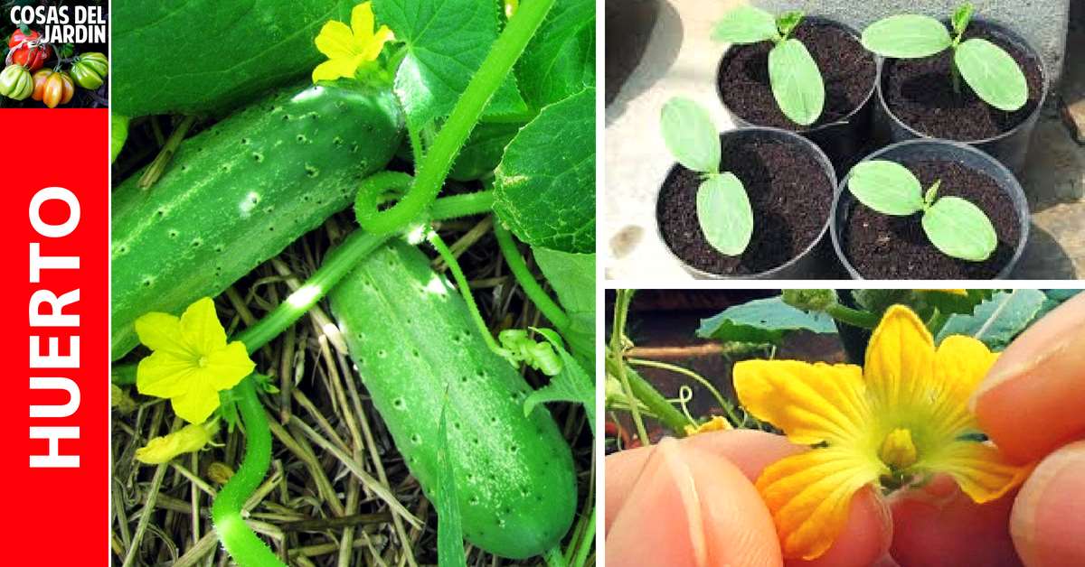 Guía de cultivo de pepinos – Un lindo cultivo para principiantes