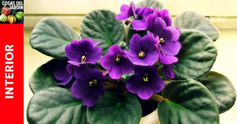 Como cuidar la violeta africana