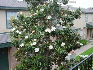 Magnolia_grandiflora