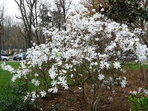 Magnolia_stellata