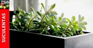 Las suculentas requieren muy pocos cuidados pero tienen un tema con la falta de luz y es que cuando reciben menos luz de la necesaria, los tallos se estiran generando plantas deformes y muy distintas a lo que eran cuando se compraron. #Plantas #Jardín #Jardinería #huerto #huertourbano #Cultivar #Suculentas