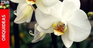 Consejos basicos sobre el cultivo de orquideas – Para Principiantes