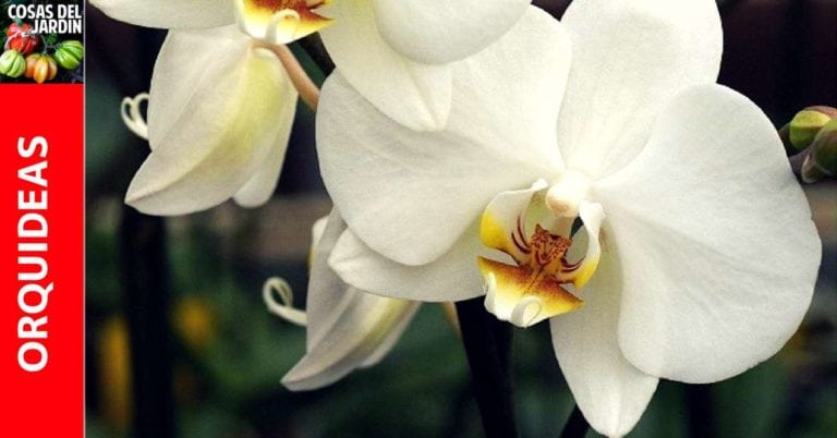 Consejos basicos sobre el cultivo de orquideas – Para Principiantes