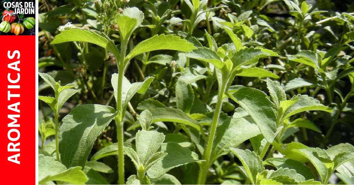 Guia completa de cultivo de Stevia
