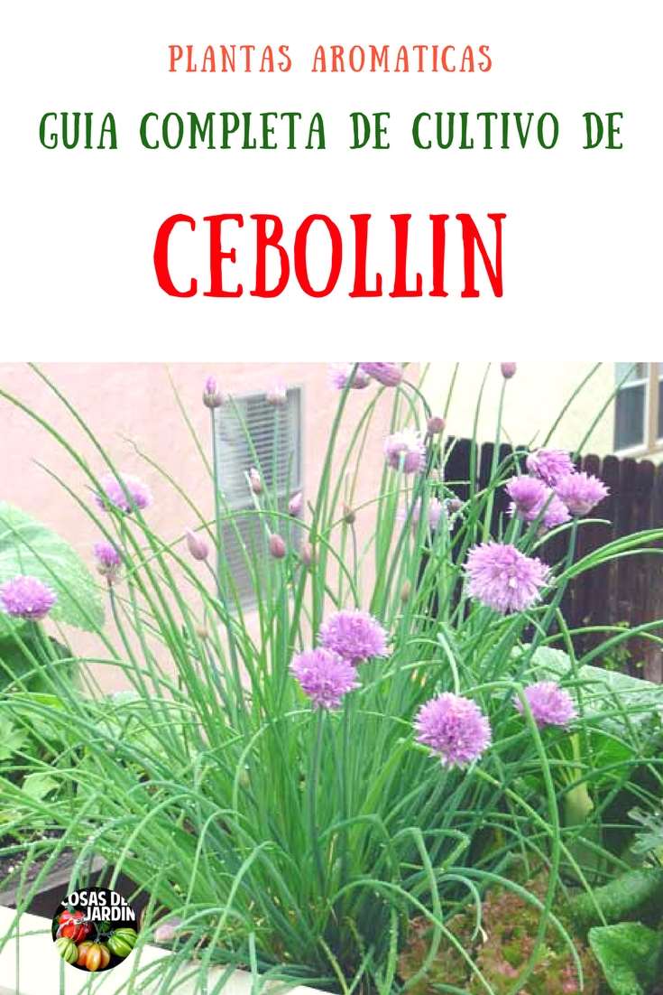 El cebollín es una planta muy facil de cultivar. En este artículo veremos como sembrar de semillas, cómo reproducirlos por división de matas, cuáles son sus cuidados, como cosechárlos y cómo cultivarlos en interior. #Plantas, #cultivar #huerto #huertourbano #jardin #jardineria