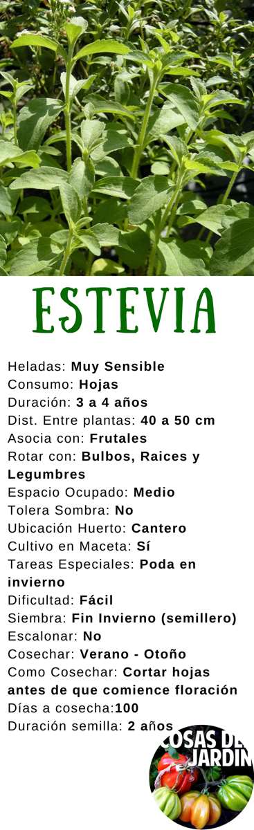 La Stevia ( Stevia rebaudiana ) es una hierba tierna perenne pero en climas  frescos se puede cultivar como una anual. Es una planta muy interesante para tener en casa. Sigue leyendo para conocer cómo cultivarla #Jardin #Jardineria #Huerto #Huertourbano #Cultivar #Plantas