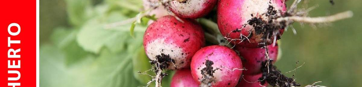 Cultivo de rabanitos