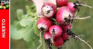 Guía completa de cultivo de Rabanitos