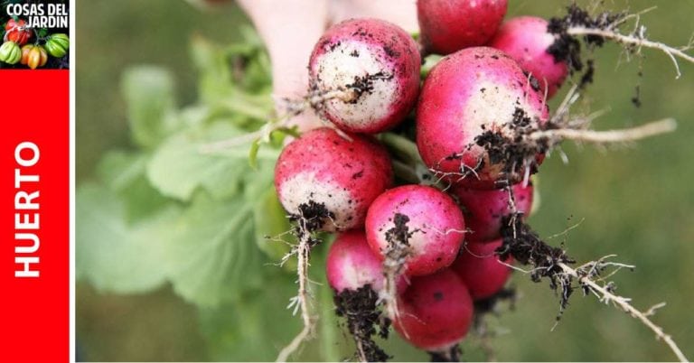 Guía completa de cultivo de Rabanitos