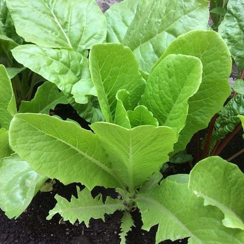 Cultivo de lechuga