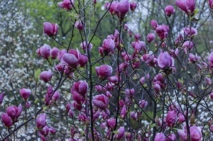 Magnolia Soulangeana
