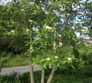 Guía de cuidados de la Magnolia - Cosas del Jardin