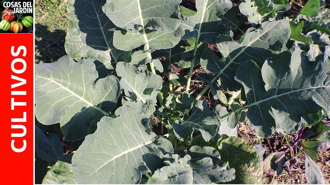 Como están creciendo mis cultivos Mayo 2018