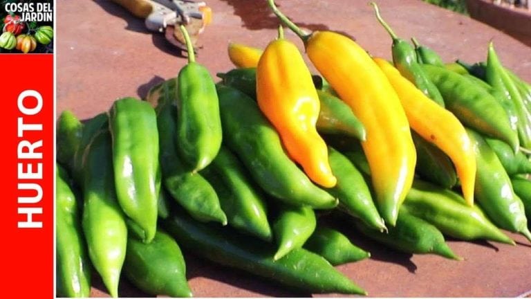 Cómo proteger los pimientos y chiles en invierno